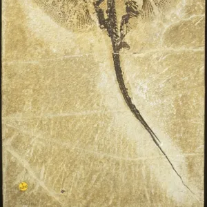 Heliobatis radians, fossil stingray