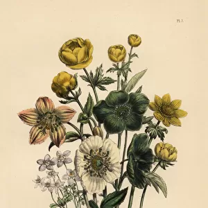 Hellebore and globeflower species