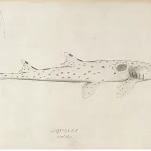 Hemiscyllium ocellatum, epaulette shark
