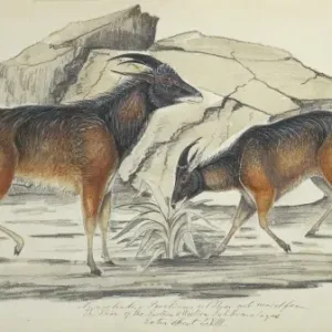Hemitragus jemlahicus, tahr Hemitragus jemlahicus, tahr