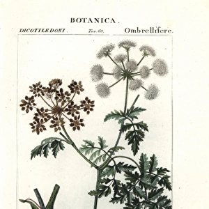 Hemlock, Conium maculatum