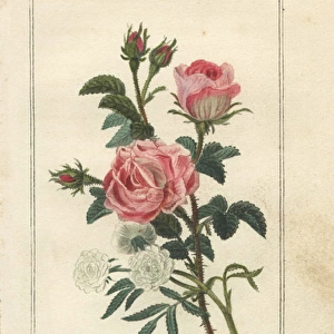 Hemp-leaved rose, Rosa cannabina, and lustre