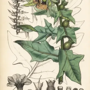 Henbane, Hyoscyamus niger