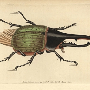 Hercules beetle, Dynastes hercules