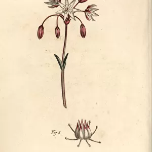 Hermaphrodite flower with seven pistilla