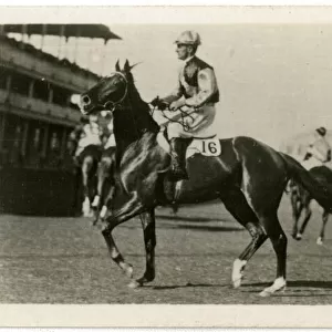 Heroic, Australian race horse