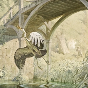 Heron taking flight