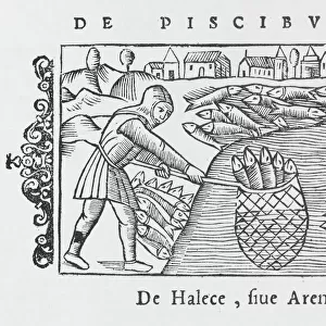 Herring Fishing 1555