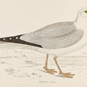 Herring Gull (Morris)