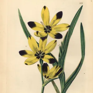 Hesperantha vaginata