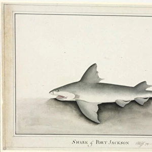 Heterodontus portusjacksoni, Port Jackson shark