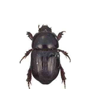 Heteronychus arator, black beetle