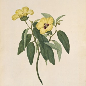 Hibiscus normanii