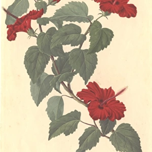Hibiscus rosa-sinensis, rose of China