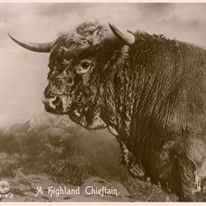 Highland Bull - Scotland