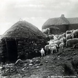 A Highland Homestead with Shepherd and his flock - Scotland