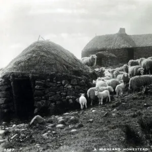 A Highland Homestead with Shepherd and his flock - Scotland