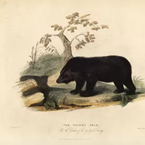 Himalayan black bear, Ursus thibetanus laniger