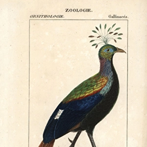 Himalayan monal, Lophophorus impejanus