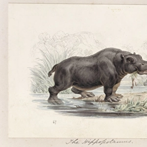 Hippopotamus amphibius, hippopotamus