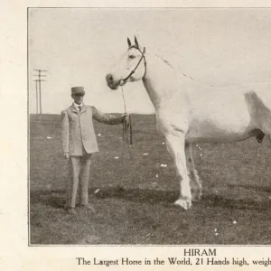 Hiram - The largest horse in the world