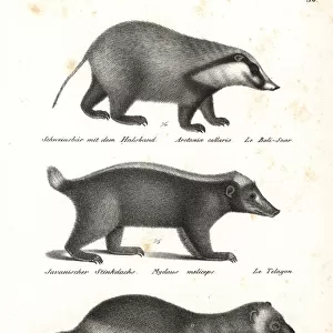 Hog badger, Sunda stink badger and wolverine