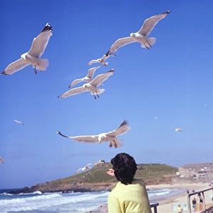 Holidaymaker feeding herring gulls, Cornwall
