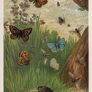 Butterfly de Holly, 1860 Butterfly de Holly, 1860