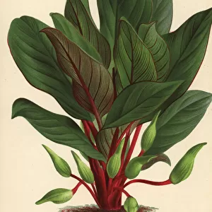 Homalomena insignis foliage plant
