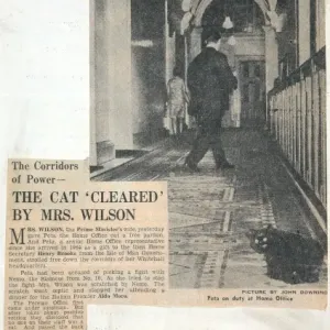 Home office cat story