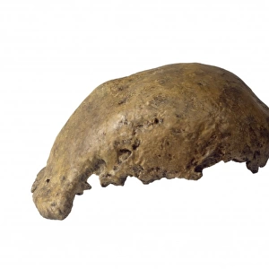 Homo erectus calotte (Trinil)