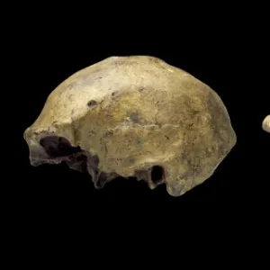 Homo erectus crania (Ngandong 1 & Trinil)