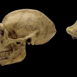 Homo erectus cranium casts Peking Man & OH9