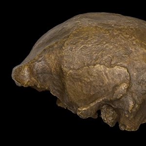 Homo erectus cranium (Ngandong 12)
