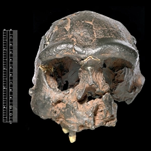 Homo erectus, Java Man cranium (Sangiran 17) cast