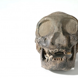 Homo erectus (or Homo ergaster), Turkana boy (KNM-WT 15000)