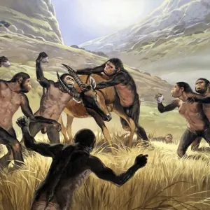 Homo habilis in action