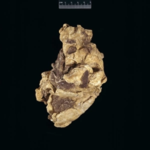 Homo habilis cranium (OH24)