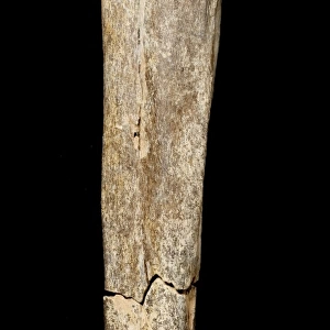 Homo heidelbergensis, Boxgrove Man tibia