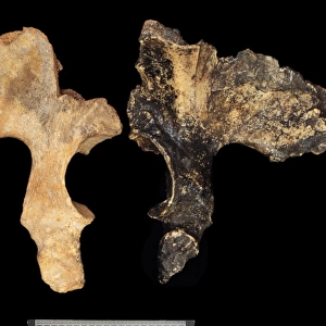 Homo heidelbergensis (Broken Hill) & Homo erectus pelvis (