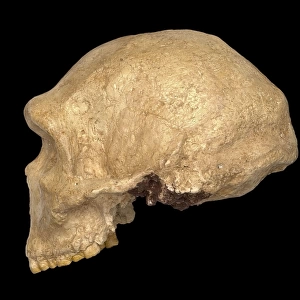 Homo heidelbergensis cranium (Petralona 1)
