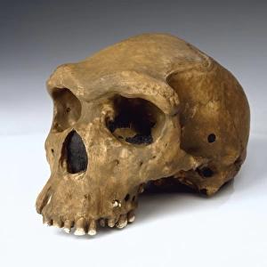 Homo Heidelbergensis, Rhodesian or Broken Hill Man (Broken H