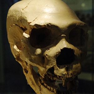 Homo heidelbergensis. Skull number 5. Atapuerca, Spain