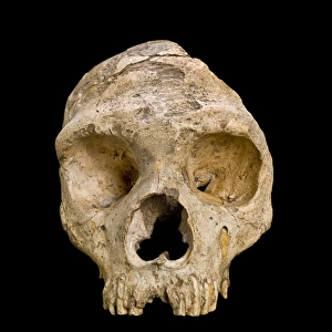 Homo neanderthalensis (calpicus) cranium