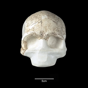 Homo neanderthalensis cranium (Guattari 1)