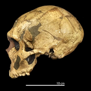 Homo neanderthalensis (Ferrassie 1) cranium