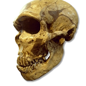 Homo neanderthalensis (Ferrassie 1) cranium cast