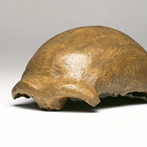Homo neanderthalensis, Neanderthal Man cranium (Neanderthal