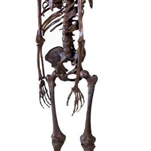 Homo neanderthalensis, Neanderthal Man skeleton