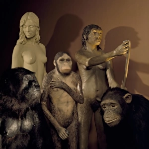 Homo sapiens, Australopithecus, Neanderthal and Pan troglody